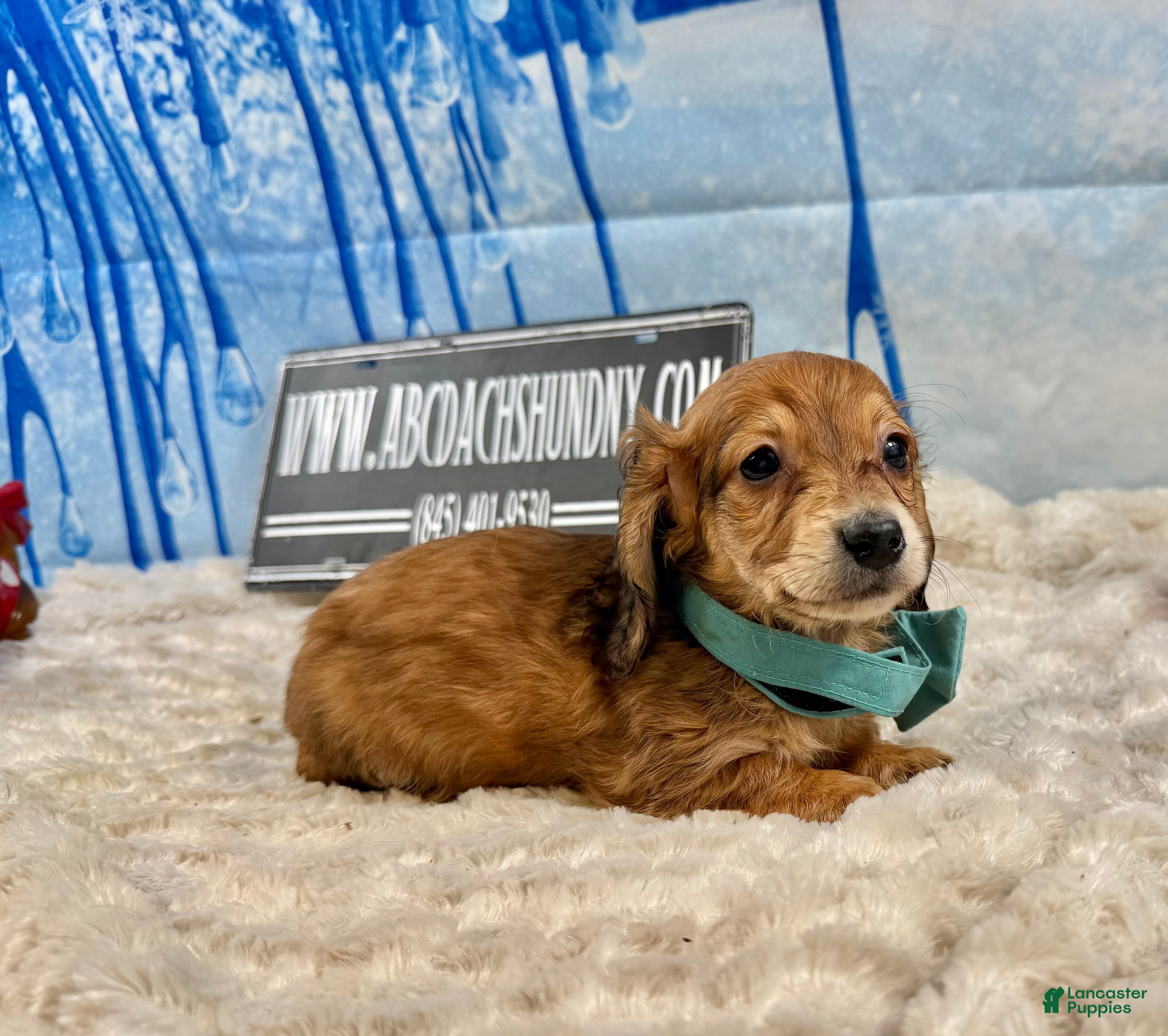 Miniature Dachshund dogs Cream/red - Ad 4