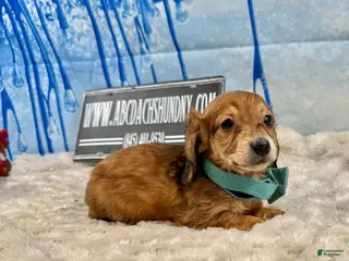 Miniature Dachshund dogs Cream/red - Ad 4