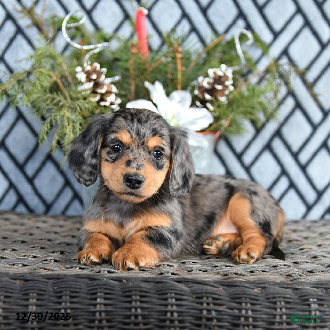 Miniature Dachshund dogs for sale: Tasha - Ad 4