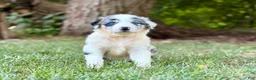 Australian Shepherd dogs for sale: Mason - Ad 3