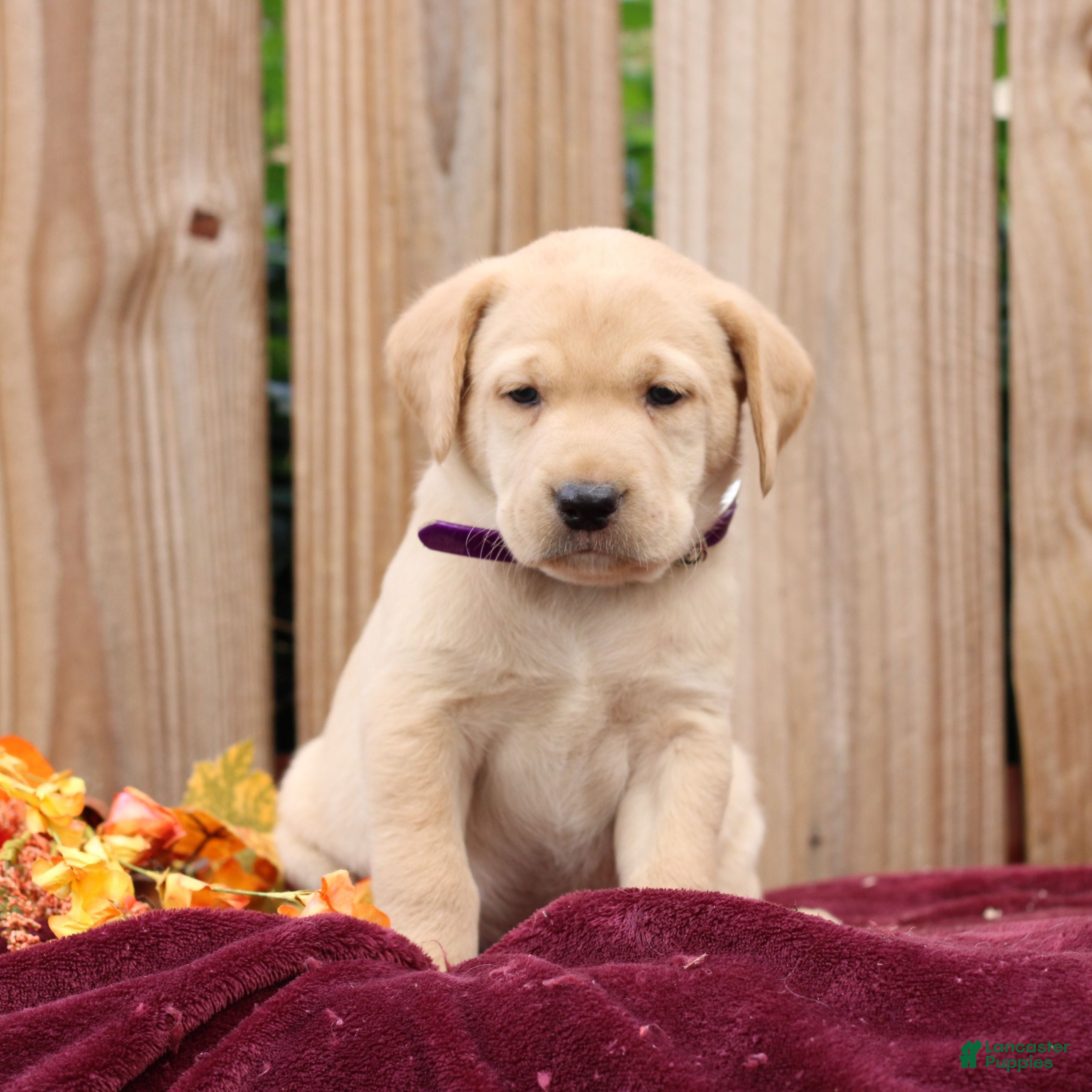 Labrador Retriever dogs Ribbons  - Ad 1