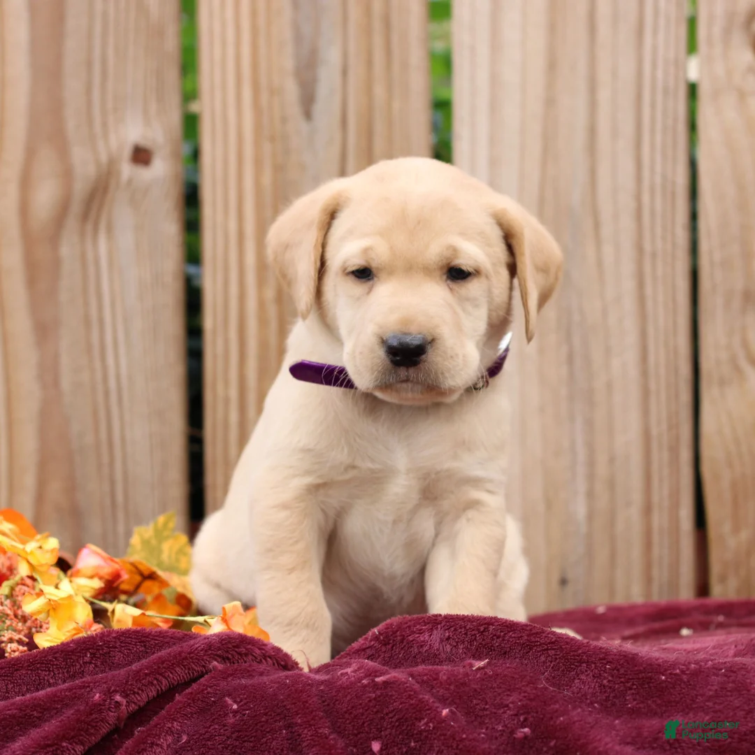 Labrador Retriever dogs for sale: Ribbons  - Ad 1