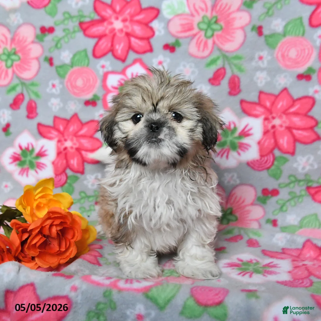 Shih Tzu dogs for sale: Scooter - Ad 2