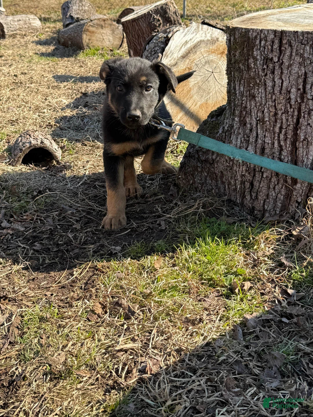 German Shepherd dogs for sale: Green - Ad 5