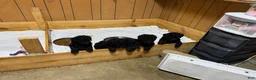Standard Poodle dogs for sale: Orange girl - Ad 1