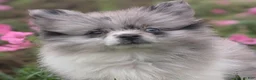 Pomeranian dogs for sale: Dazzle - Ad 1