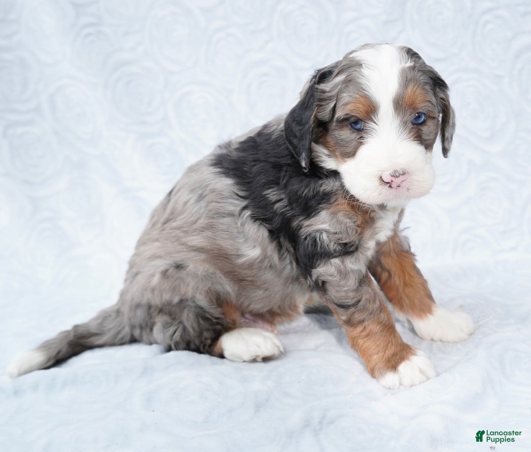 Mini Bernedoodle dogs for sale: Mini Jax - Ad 5