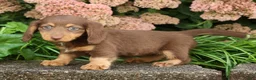Miniature Dachshund dogs for sale: Dawna - Ad 1
