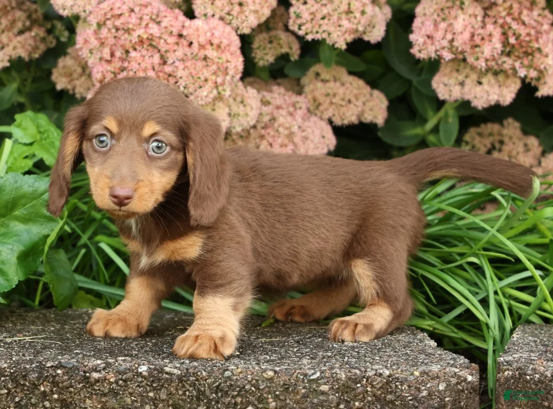 Miniature Dachshund dogs for sale: Dawna - Ad 1