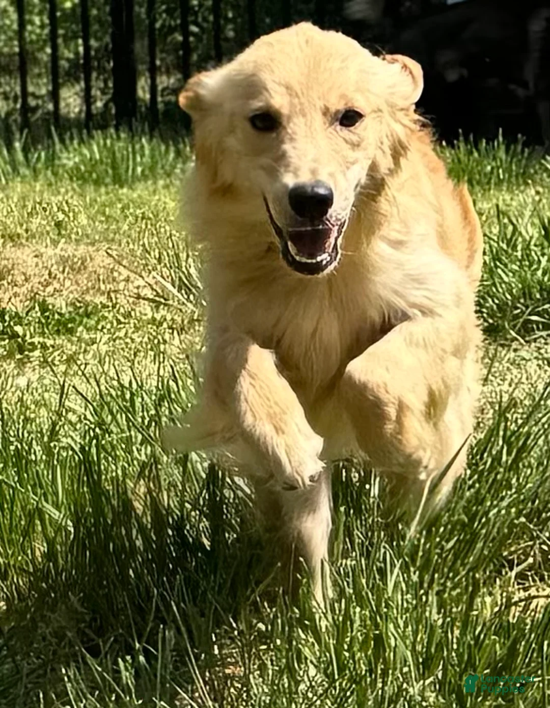 Golden Retriever dogs for sale: Loot - Ad 2