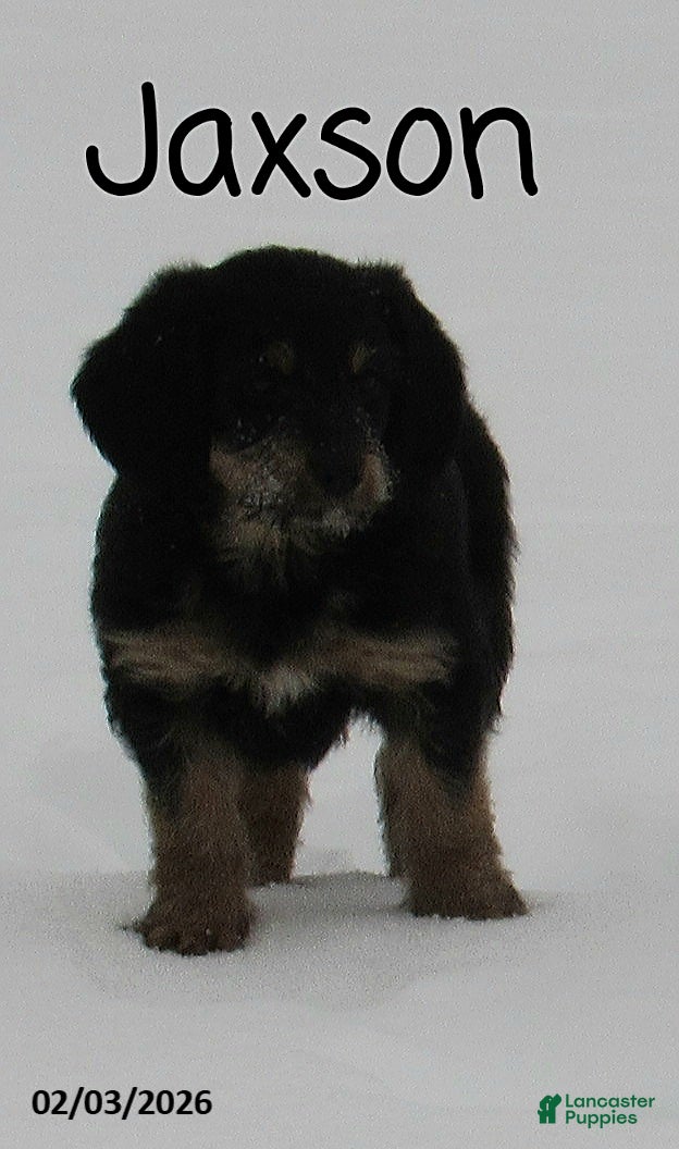 Labradoodle dogs Jaxson - Ad 3