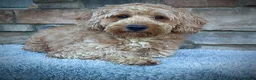 Mini Goldendoodle dogs for sale: Ms. Mona - Ad 9