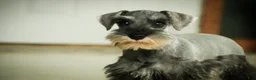 Miniature Schnauzer dogs for sale: Qeleigh Miniature Schnauzer  - Ad 13