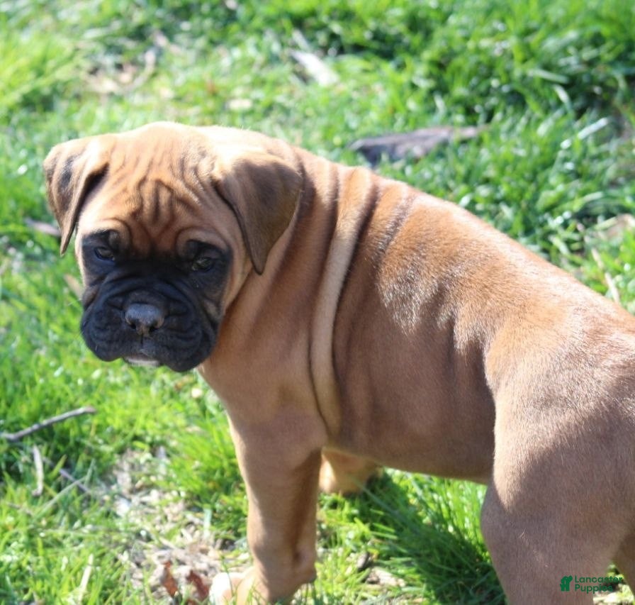 Boxer dogs Hudson - Ad 35