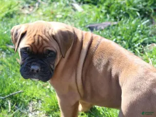 Boxer dogs Hudson - Ad 35