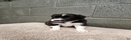 Border Collie dogs for sale: Bridget - Pure Breed Border Collie - Ad 4