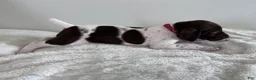 German Shorthaired Pointer dogs for sale: Zion - Ad 3