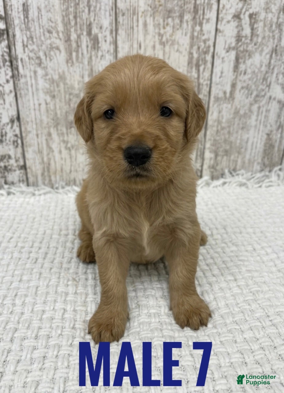 Golden Retriever dogs Golden Retriever Puppy 7 - Ad 10