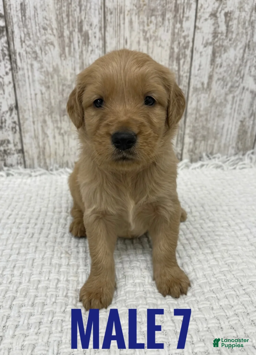 Golden Retriever dogs for sale: Golden Retriever Puppy 7 - Ad 1