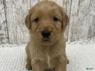 Golden Retriever dogs Golden Retriever Puppy 7 - Ad 10