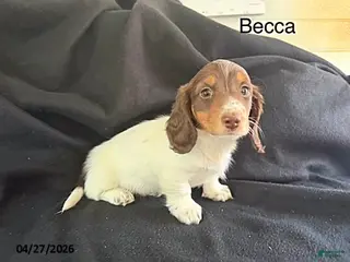 Miniature Dachshund dogs for sale: Becca - Ad 2
