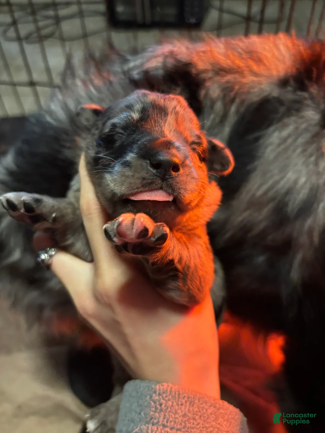 Mixed Breed dogs for sale: Mixed Breed Puppy 5 - Ad 6