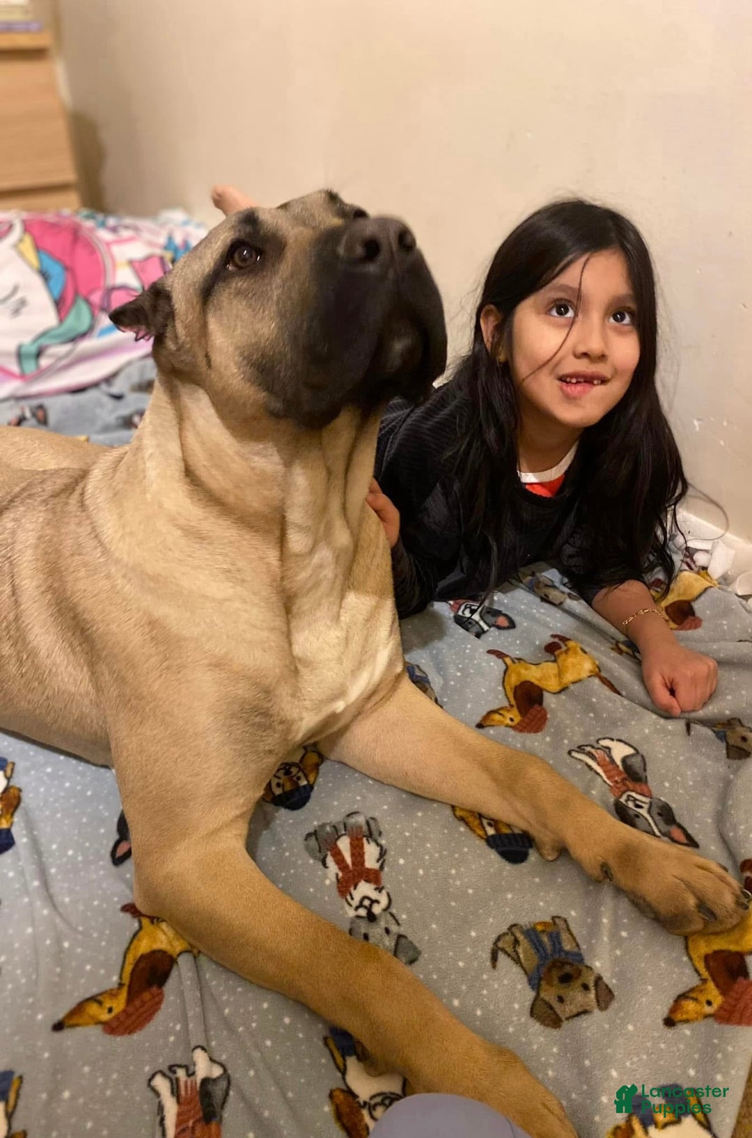 Presa Canario litter of puppies for sale in Parkesburg