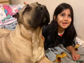 Presa Canario dogs - Ad 2