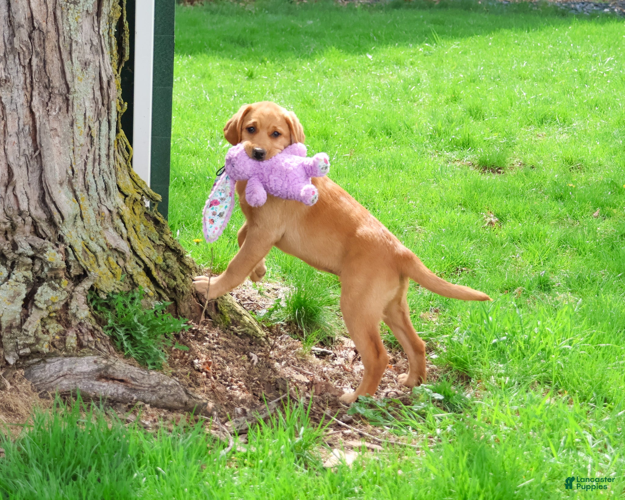 Labrador Retriever dogs Maxine  - Ad 1