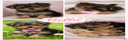 Yorkshire Terrier dogs for sale: 🐾 Puppy #2 – Bella (Female) - Ad 2