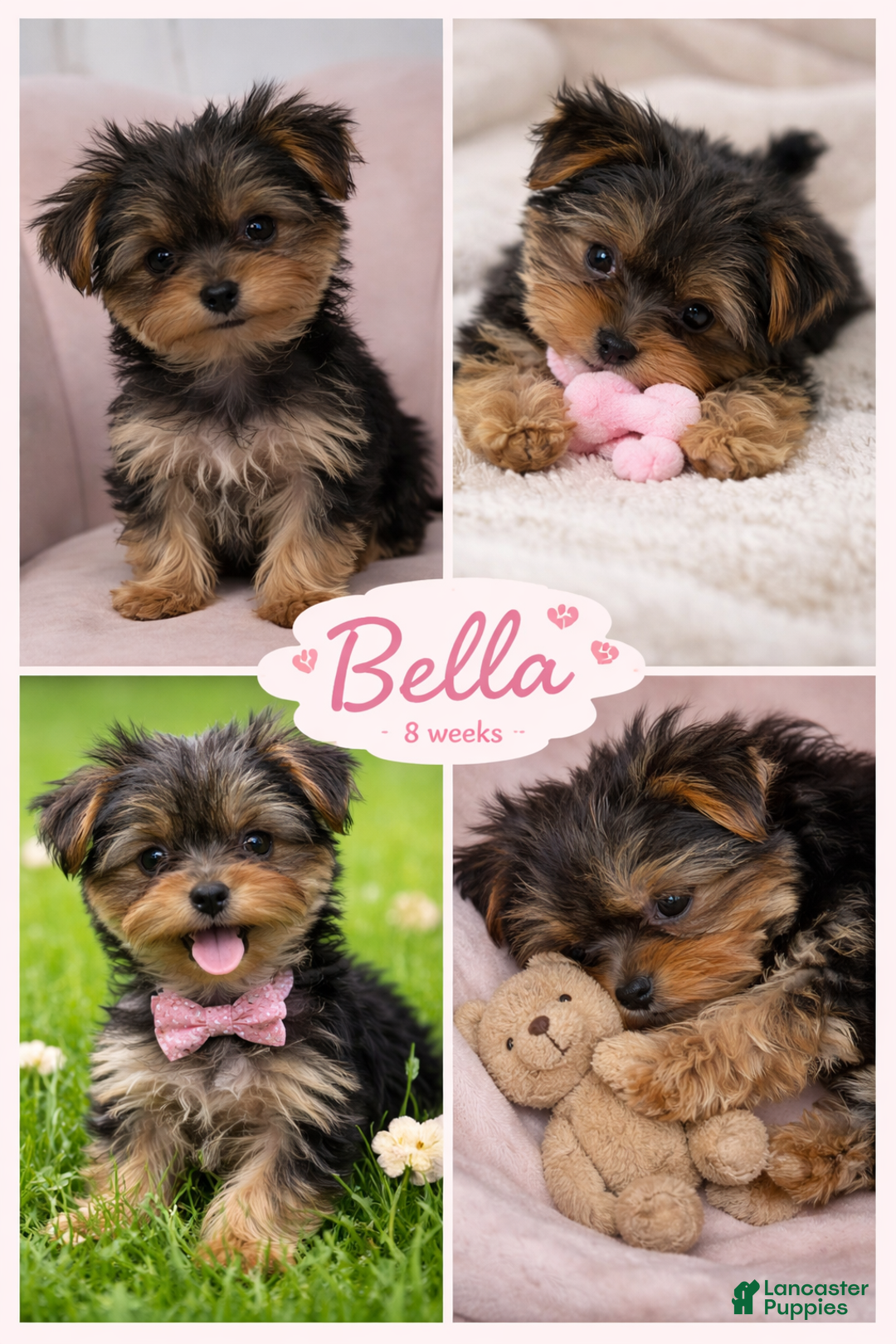 Yorkshire Terrier dogs for sale: 🐾 Puppy #2 – Bella (Female) - Ad 2