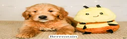 Goldendoodle dogs for sale: Berenstain - Ad 16