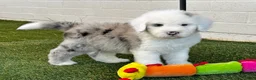 Sheepadoodle dogs for sale: Merle Male 6 - Ad 4