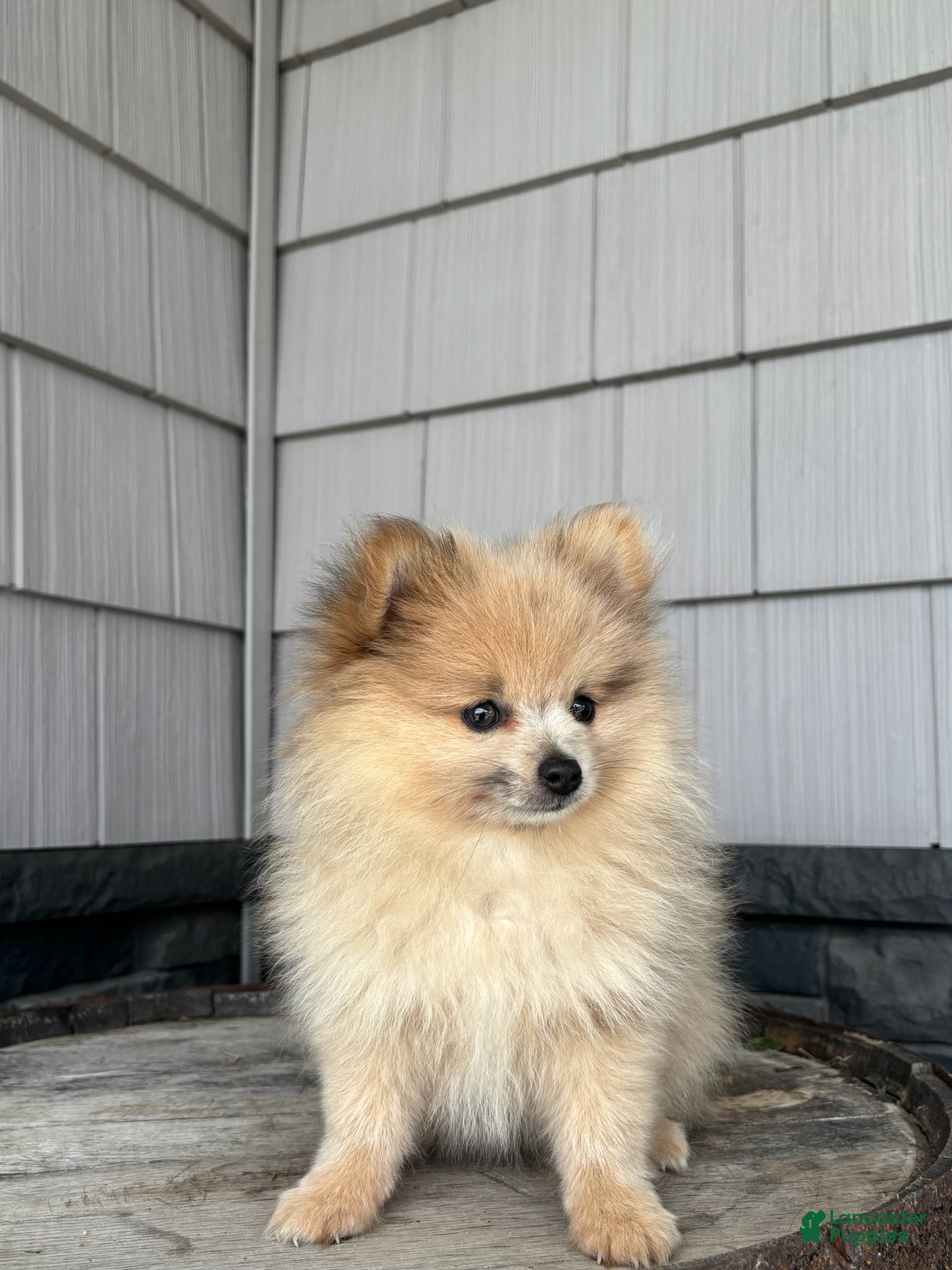 Pomeranian dogs Teddy - Ad 2