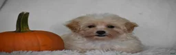 Maltipoo dogs for sale: Grant - Ad 5