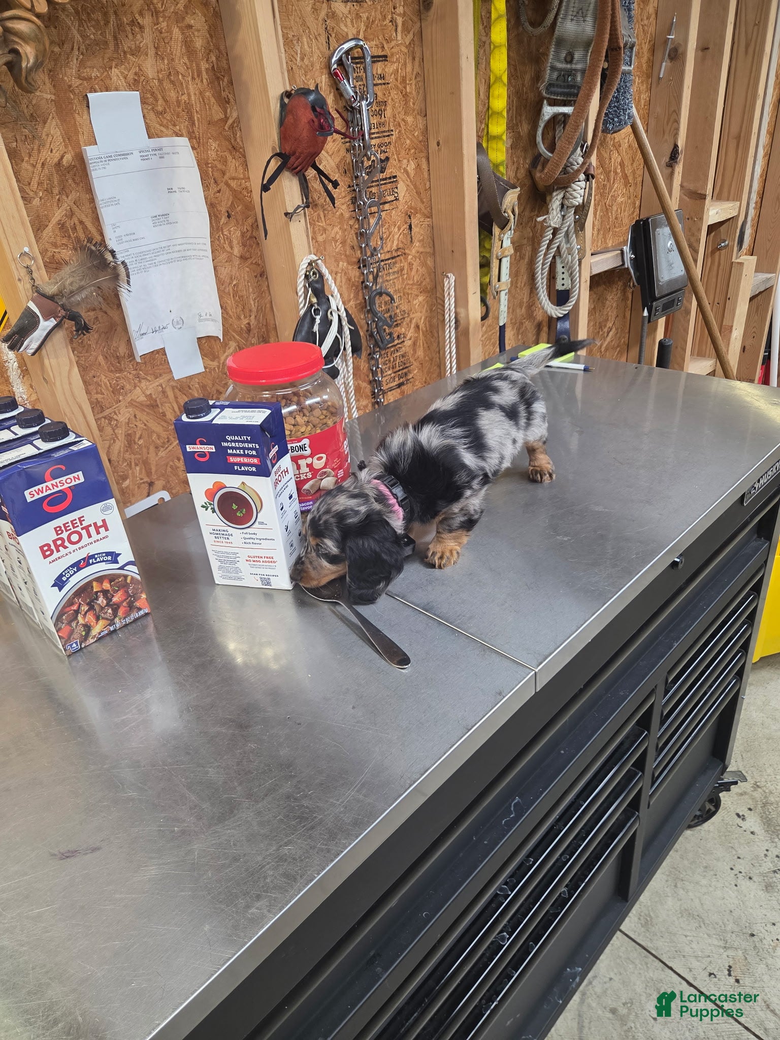 Miniature Dachshund dogs Miniature Dachshund 2 - Ad 1