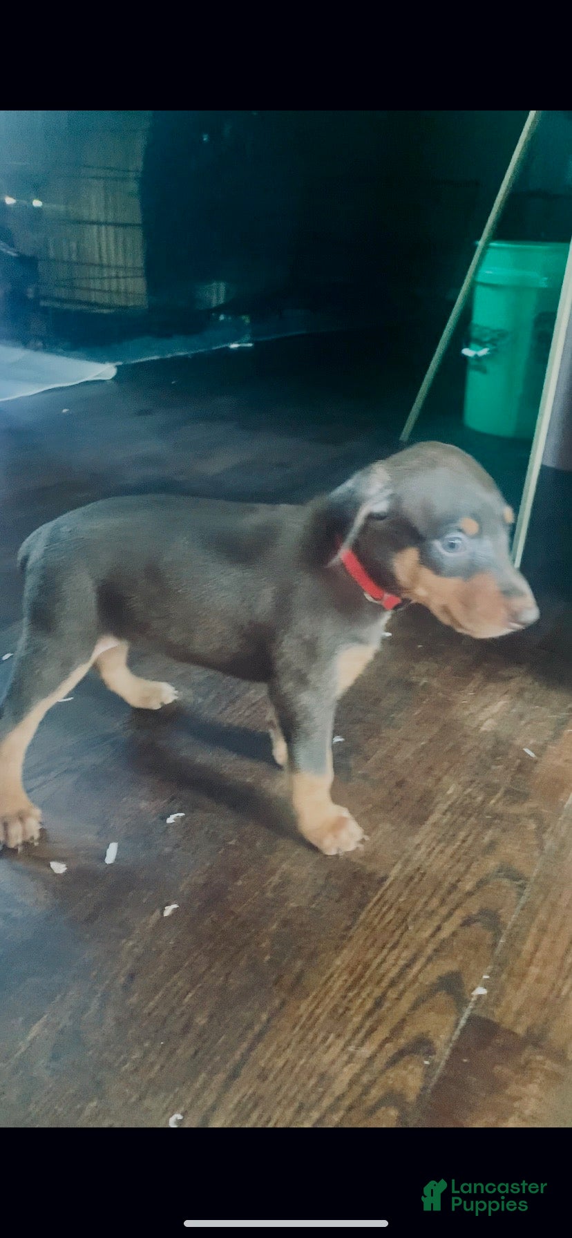 Doberman Pinscher dogs Red Collar  - Ad 18