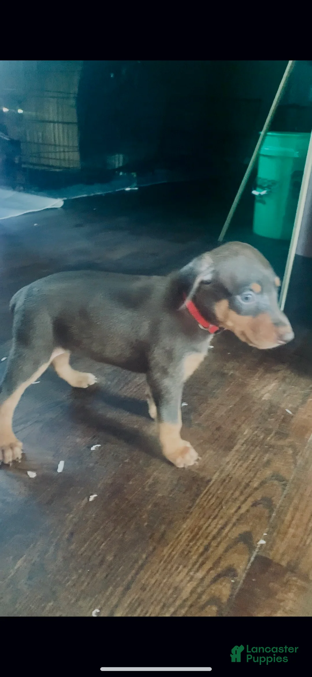 Doberman Pinscher dogs for sale: Red Collar  - Ad 1