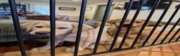 Labrador Retriever dogs for sale: Ketchup- Red collar - Ad 5