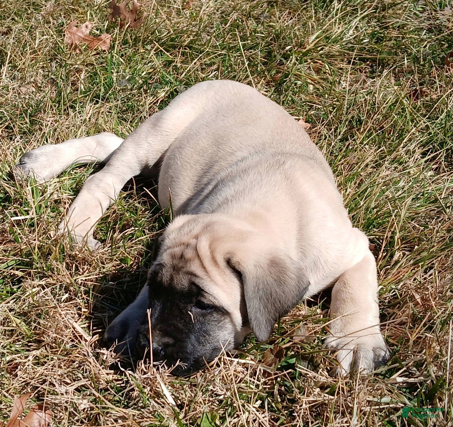 English Mastiff dogs English Mastiff Puppy 1 - Ad 2