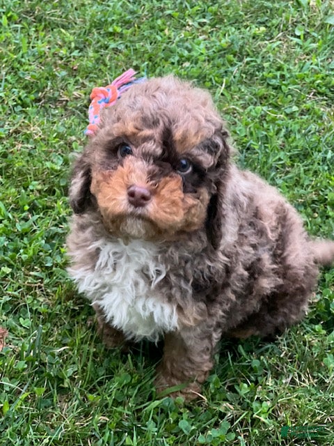 Aussiedoodle dogs Trifle Mini Aussiedoodle  - Ad 1