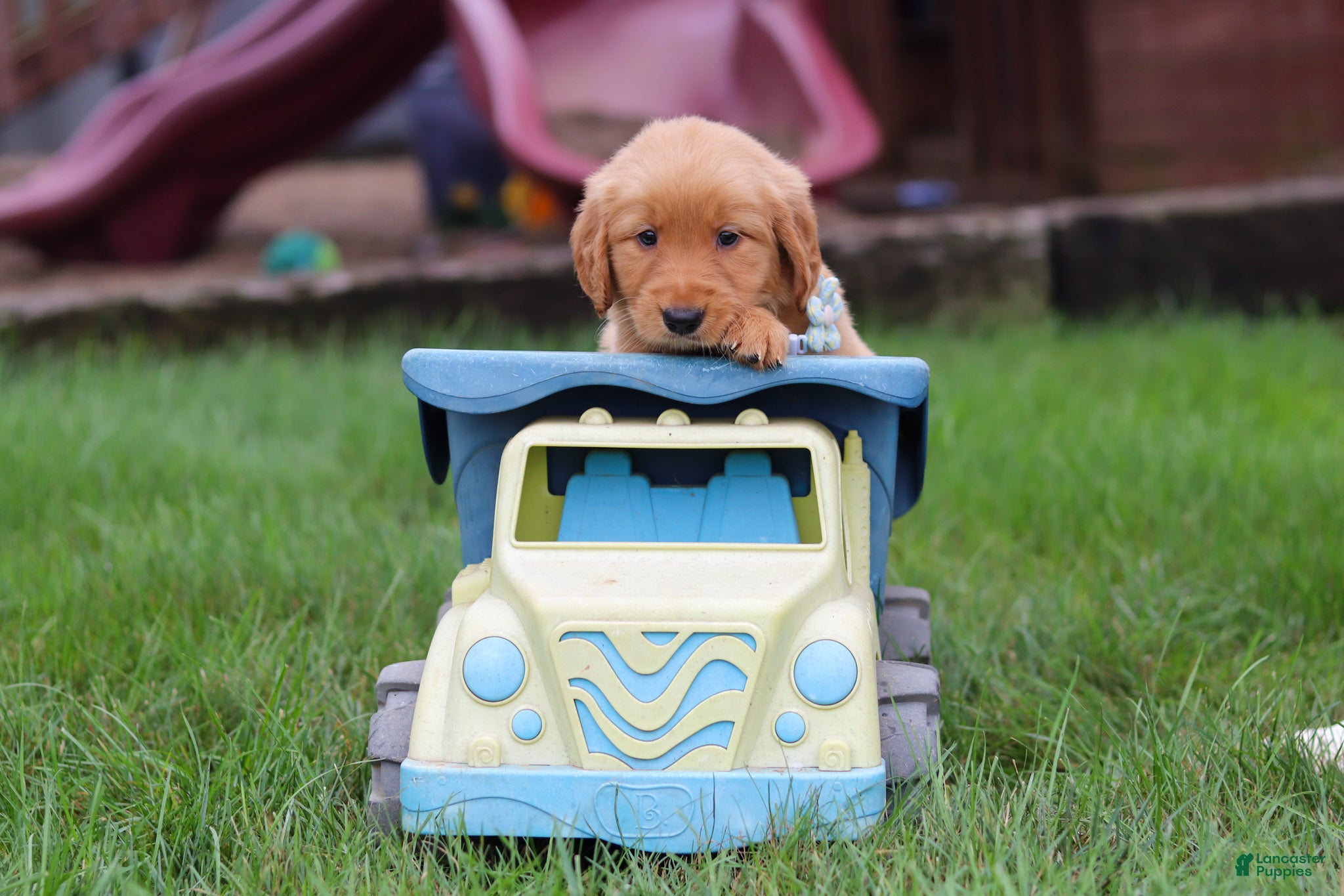 Golden Retriever dogs Ezekiel 🐶 - Ad 2