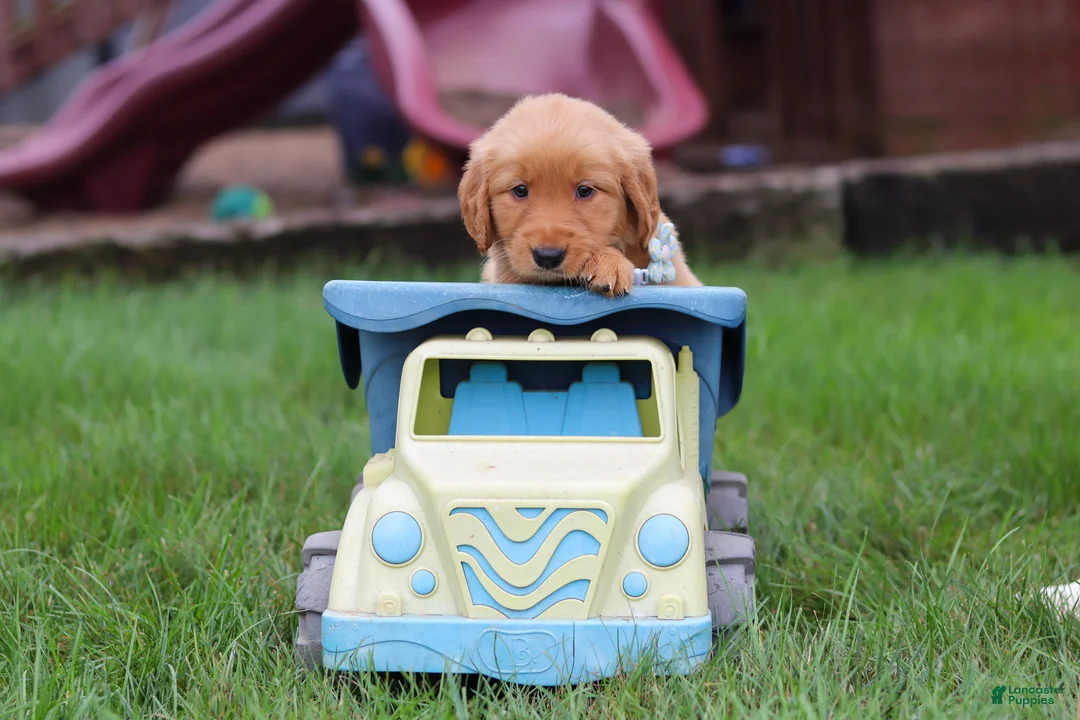 Golden Retriever dogs for sale: Ezekiel 🐶 - Ad 2