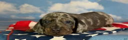 Miniature Dachshund dogs for sale: AKC Pixel SH blue dappled DNA OFA  - Ad 6