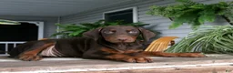 Doberman Pinscher dogs for sale: Wanda - Ad 4