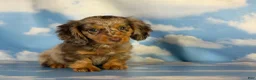 Miniature Dachshund dogs for sale: Akc Allie LH PRA clear - Ad 3