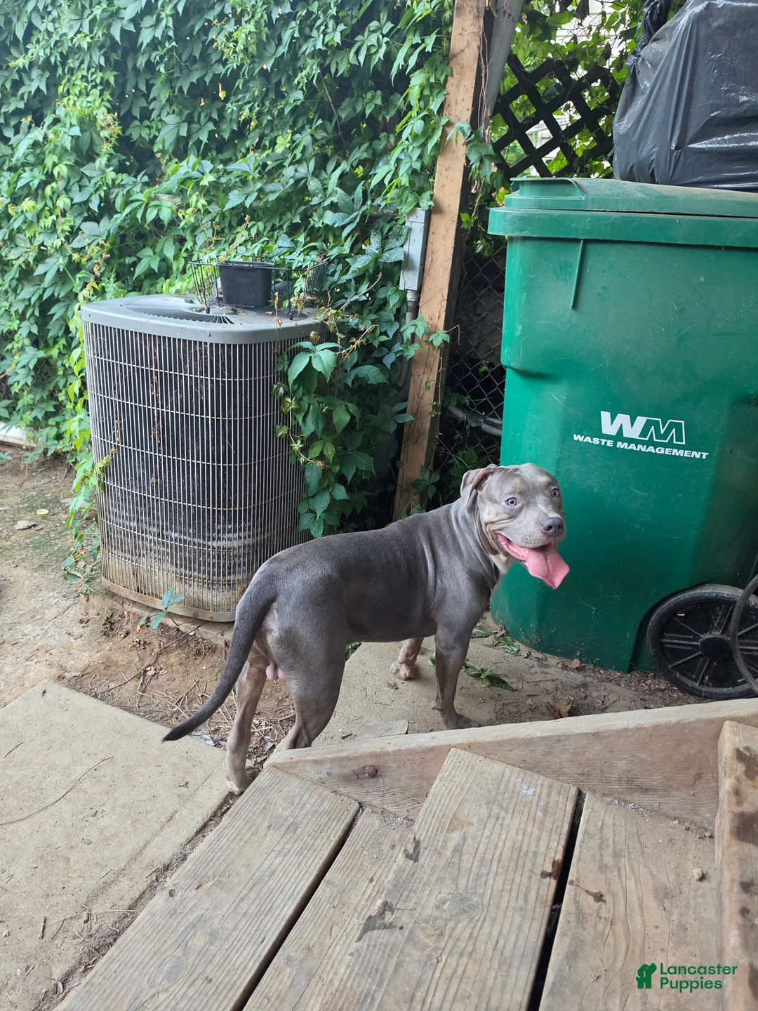 American Bully dogs for sale: Venom - Ad 2