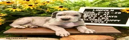 Great Dane dogs for sale: Lincoln - Ad 3