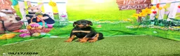 Rottweiler dogs for sale: Pebbles - Ad 5