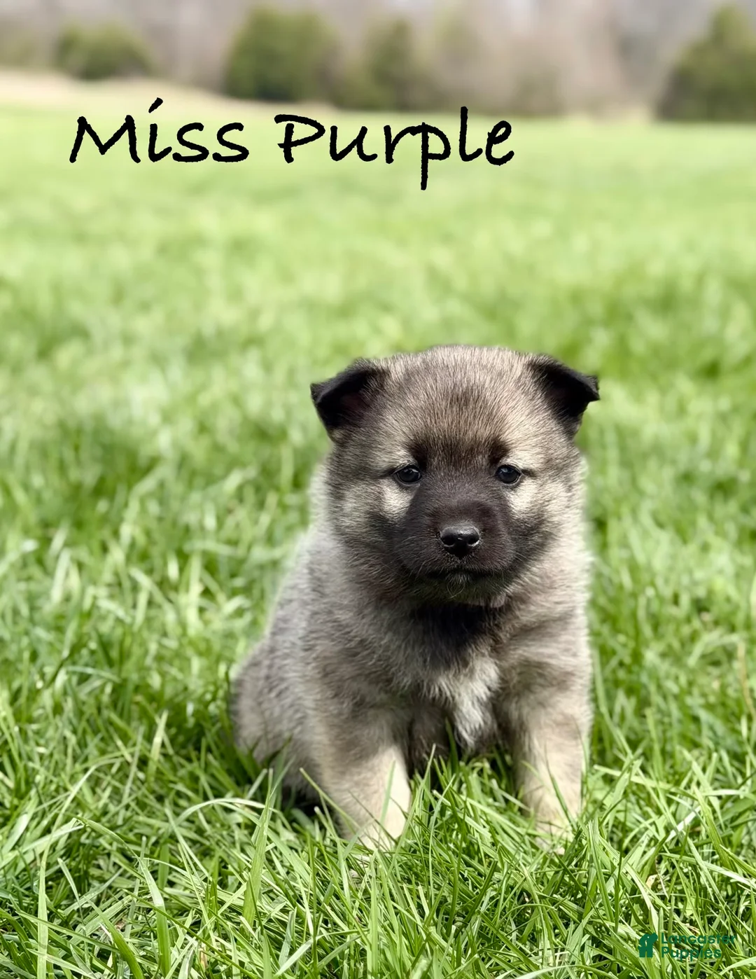 Norwegian Elkhound dogs for sale: Miss Purple  - Ad 1